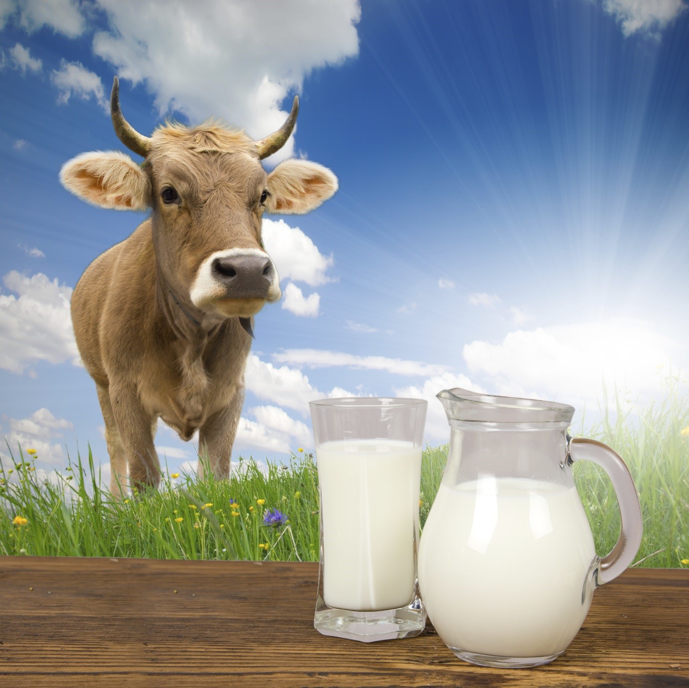 Покажи картинку молока. Молоко. Коровье молоко. Молочная продукция с коровой. Молоко домашнее.
