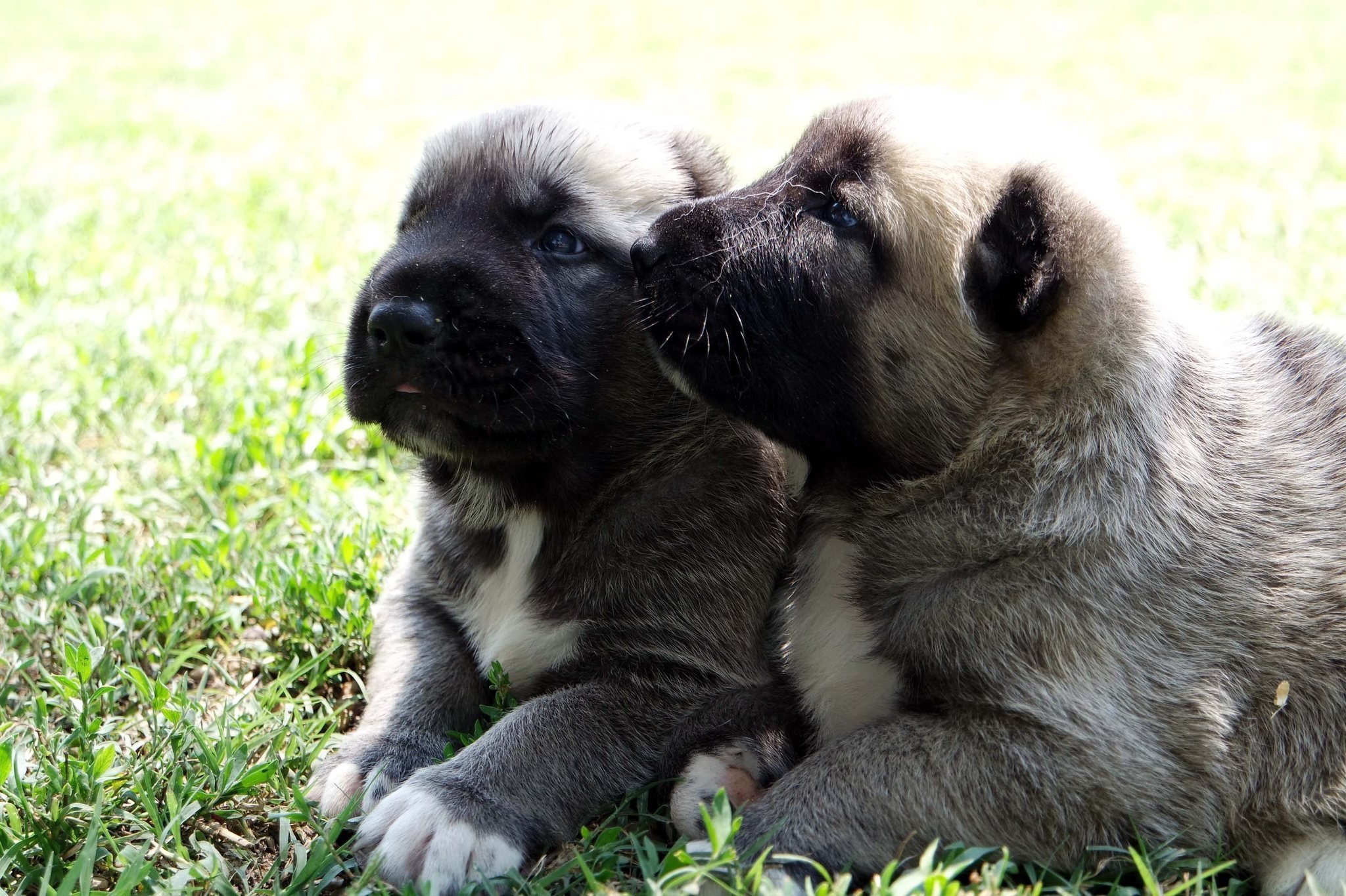 hizmet KANGAL KÖPEK ÇİFTLİĞİ