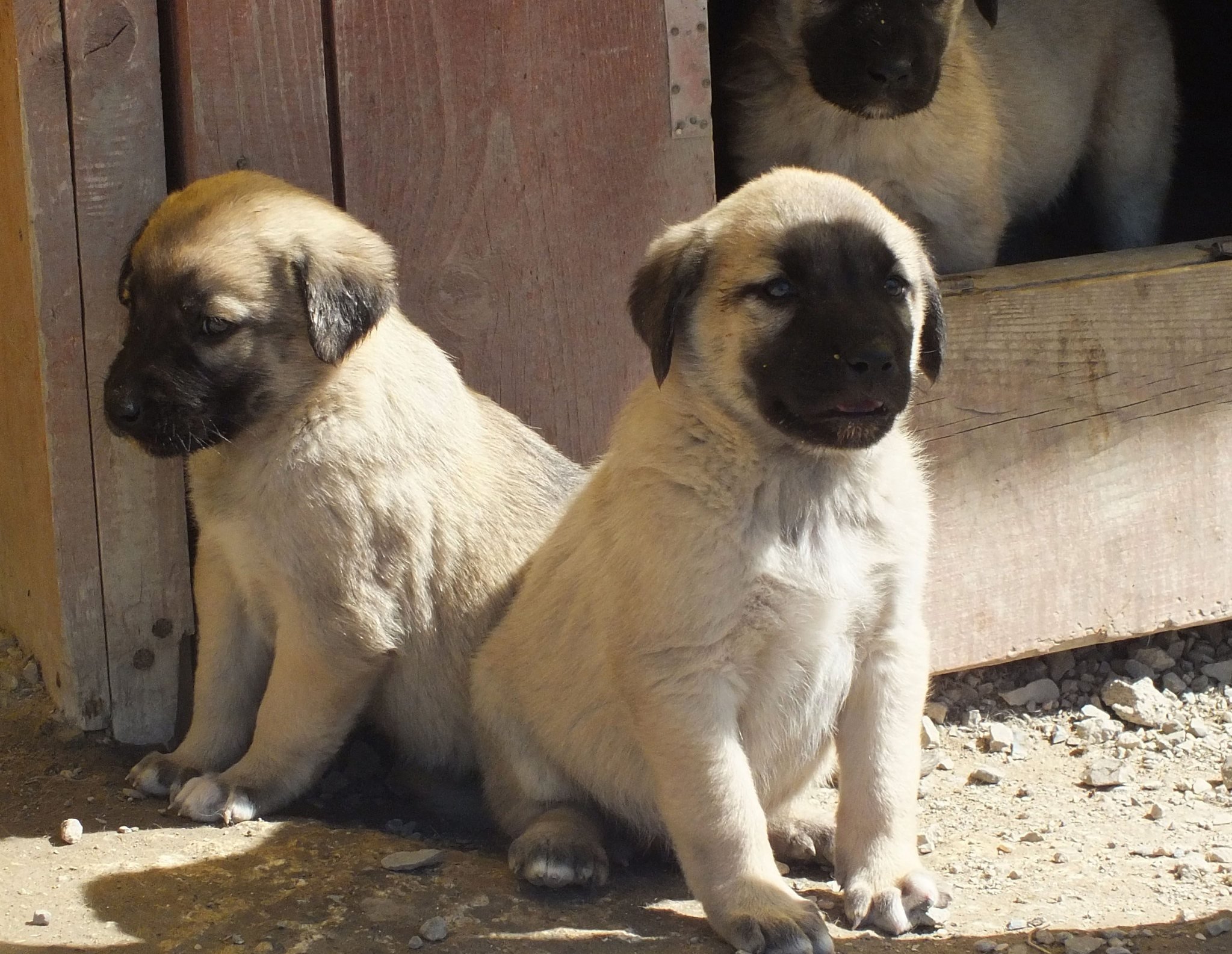 hizmet KANGAL KÖPEK YAVRUSU SATIŞI