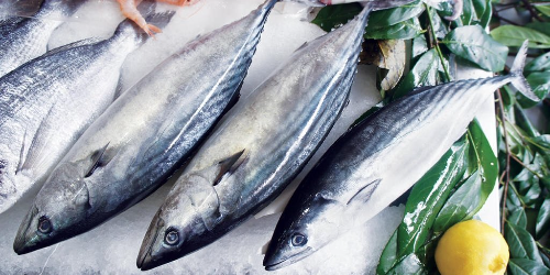 CİZRE TAZE BALIK DENİZ ŞIRNAK &gt; Cizre