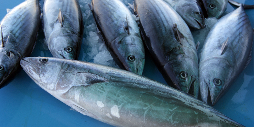 CİZRE TAZE BALIK DENİZ ŞIRNAK &gt; Cizre