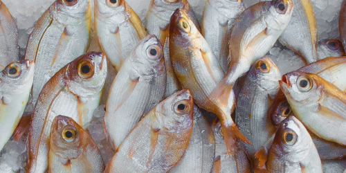 CİZRE TAZE BALIK DENİZ ŞIRNAK &gt; Cizre