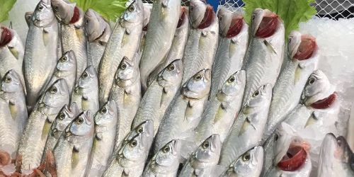 CİZRE TAZE BALIK DENİZ ŞIRNAK &gt; Cizre