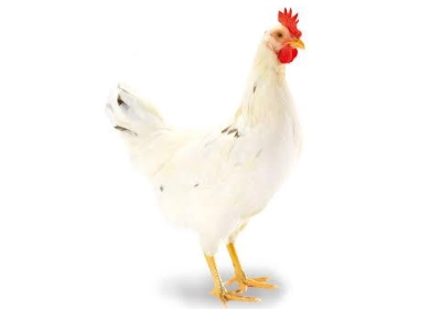 Adana Yarka Tavuk Satisi Poyraz Ege Adana Merkez Adana Yarka Tavuk Satisi Poyraz Ege Adana Merkez