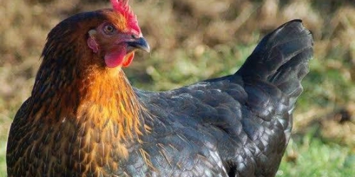 Adana Yarka Tavuk Satisi Poyraz Ege Adana Merkez Adana Yarka Tavuk Satisi Poyraz Ege Adana Merkez