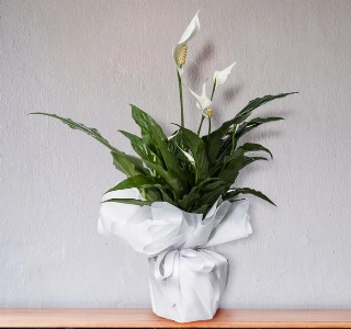 ürün Saksı Spathiphyllum