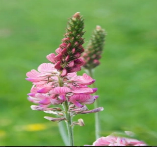 ürün KORUNGA ÇİÇEK BAL