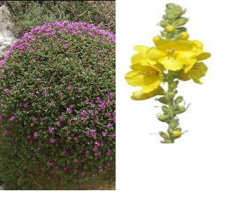 ürün GEVEN VE SIĞIR KUYRUĞU BALI