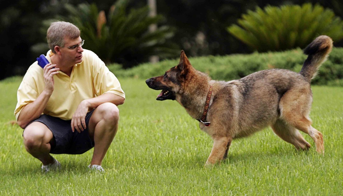 hizmet KÖPEK EĞİTMENLİK