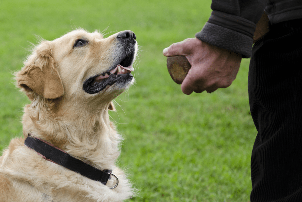 hizmet KÖPEK EĞİTİMİ