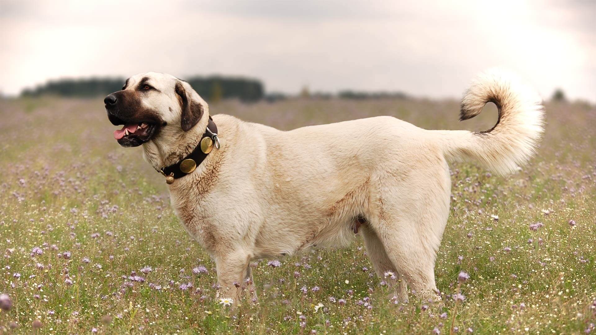 hizmet KANGAL KÖPEK SATIŞI