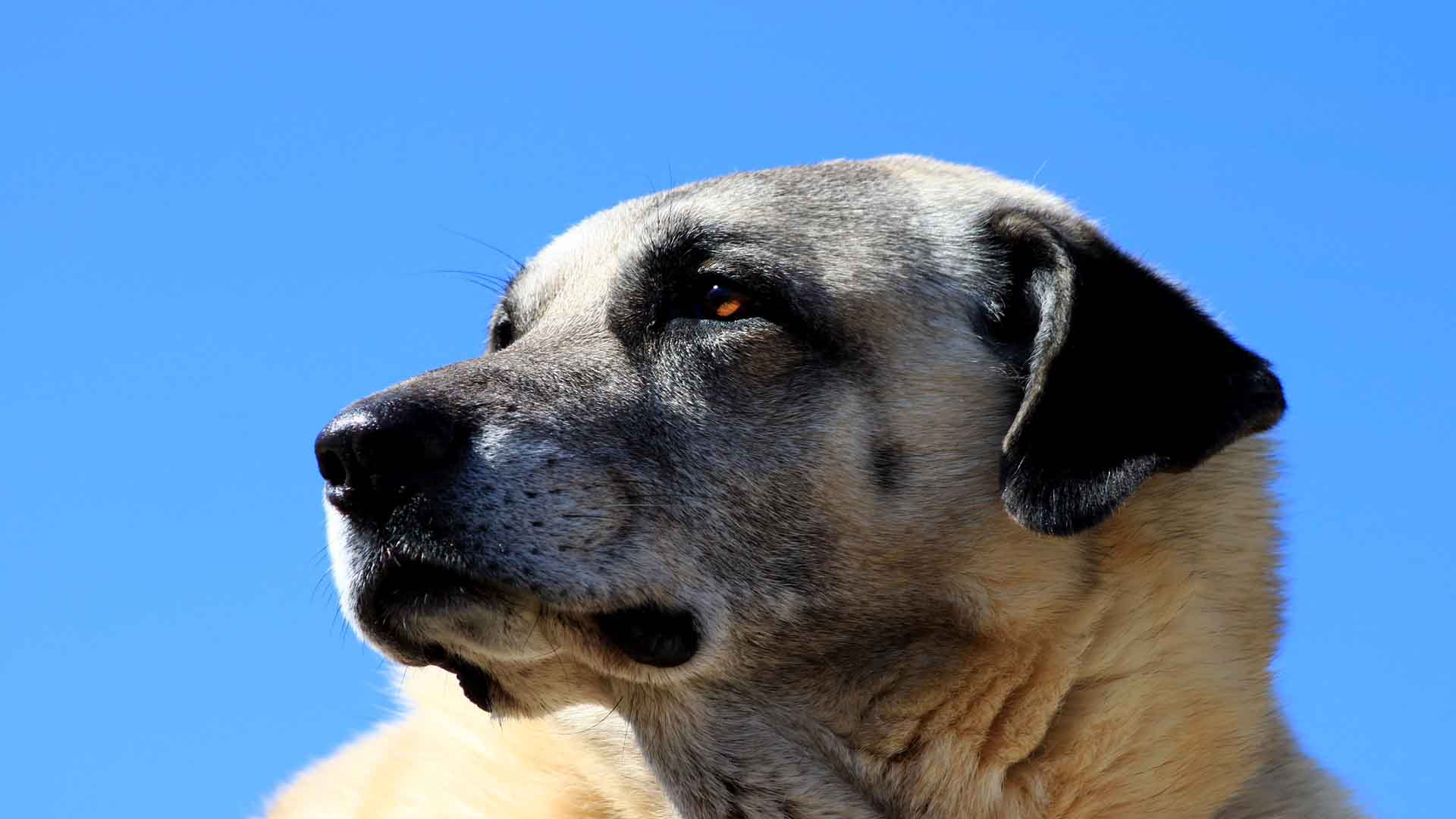 hizmet KANGAL