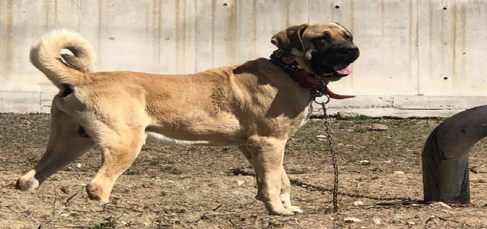 AKSARAY MALAKLI KÖPEK SATIŞI AKSARAY &gt; Merkez