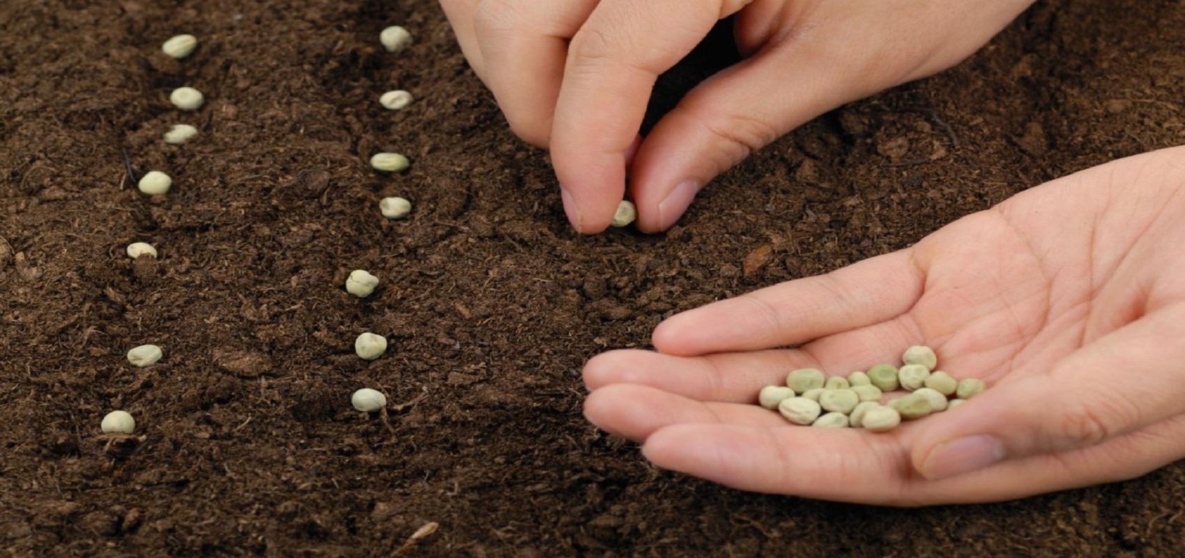 Выращивание гороха семена. Экин экиш. Семена для посадки. Посев семян. Семена в почве.