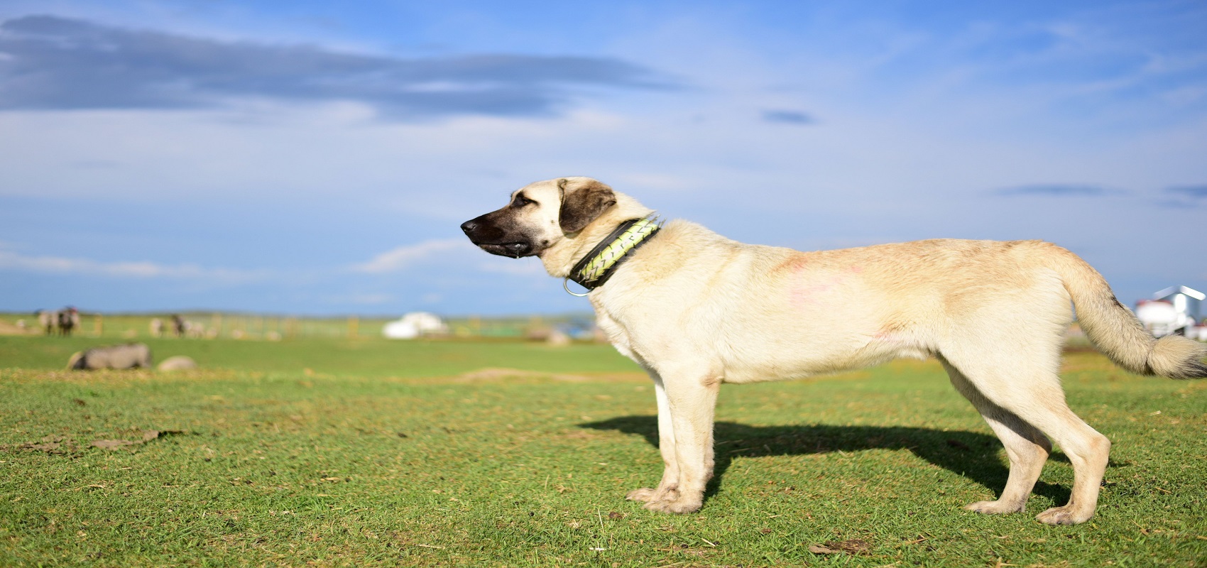 ALTINYAYLA KÖPEK ÜRETİM ÇİFTLİĞİ ANADOLU ASLAN SİVAS &gt; Altinyayla