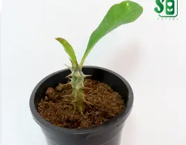 ürün Mini Euphorbia Milii Dikenler Tacı Kaktüs