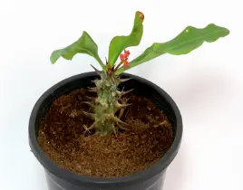 ürün Euphorbia Milii (Dikenler Tacı)Sukulent,kaktüs