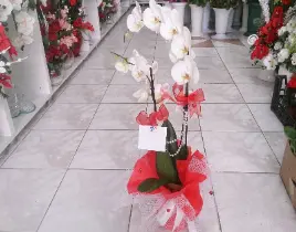 ürün Çift dal beyaz orkide