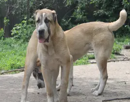 hizmet KÖPEK SATIŞI