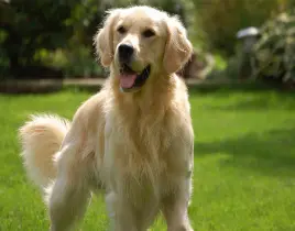 hizmet KÖPEK ÇEŞİTLERİ