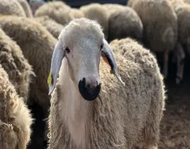 ürün KOYUN SATIŞI