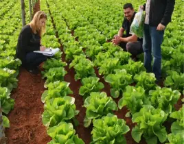 ürün FİDE VE YANDAK SATIŞI HİZMETLERİ