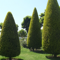 tanitim resim ÖZSİNEM BOTANİK