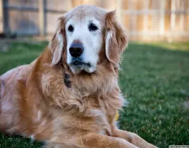 hizmet EVCİL KÖPEK SATIŞI