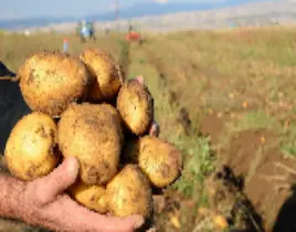 ürün KIŞLIK PATATES 