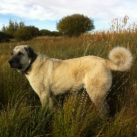 tanitim resim ANADOLU ASLAN KANGAL KÖPEK ÜRETİM ÇİFTLİĞİ