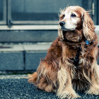 tanitim resim İSTANBUL ALTIN MAKAS PET KUAFÖR