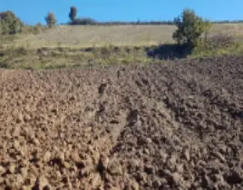 ürün TARLA SATIŞI