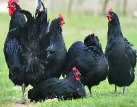 ürün AUSTRALORP 