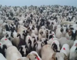 ürün Ordunun yaylalarında taze kekik otlarıyla beslenen toklu koç kuzu koyunlarımız