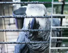 ürün Mavi Alın Amazon Papağanı 