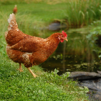 tanitim resim ADANA ÖZER ATAK TAVUKÇULUK