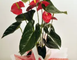 ürün Antoryum büyük boy saksı çiçeği