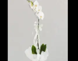 ürün tek dal beyaz orkide bitkisi