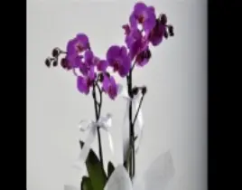 ürün çift dal mor orkide bitkisi
