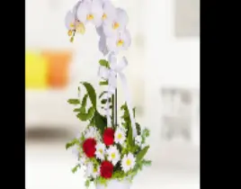 ürün tek dal beyaz orkide aranjman