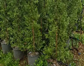 ürün Leylandi çit bitkisi 1.80 2.00 m. Boy aralığı 