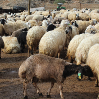 tanitim resim ÖZTÜRKLER HAYVANCILIK