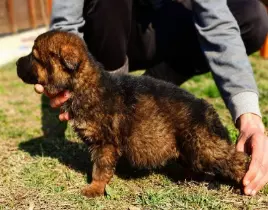 hizmet KÖPEK EĞİTİMİ