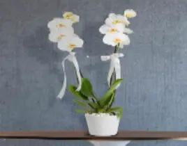 ürün 2 Dal Beyaz Orkide 