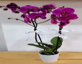 ürün 2 Dal Mor  Orkide 