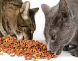 ürün KEDİ MAMALARI