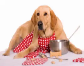 ürün KÖPEK MAMALARI