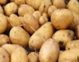 ürün ORGANİK KURU TARIM PATATES