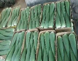 ürün ALOE VERA yaprak kilo 