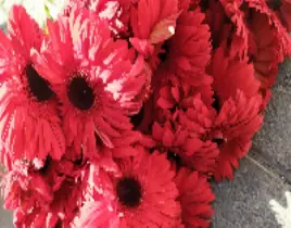 ürün GERBERA